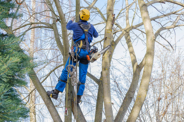 Best Fruit Tree Pruning  in San Francisco, CA