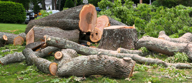 How Our Tree Care Process Works  in  San Francisco, CA