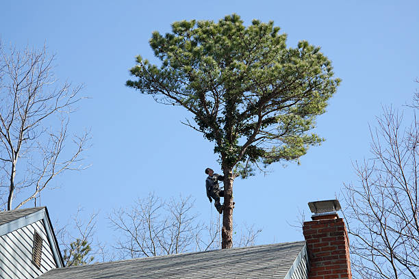 Best Tree and Shrub Care  in San Francisco, CA